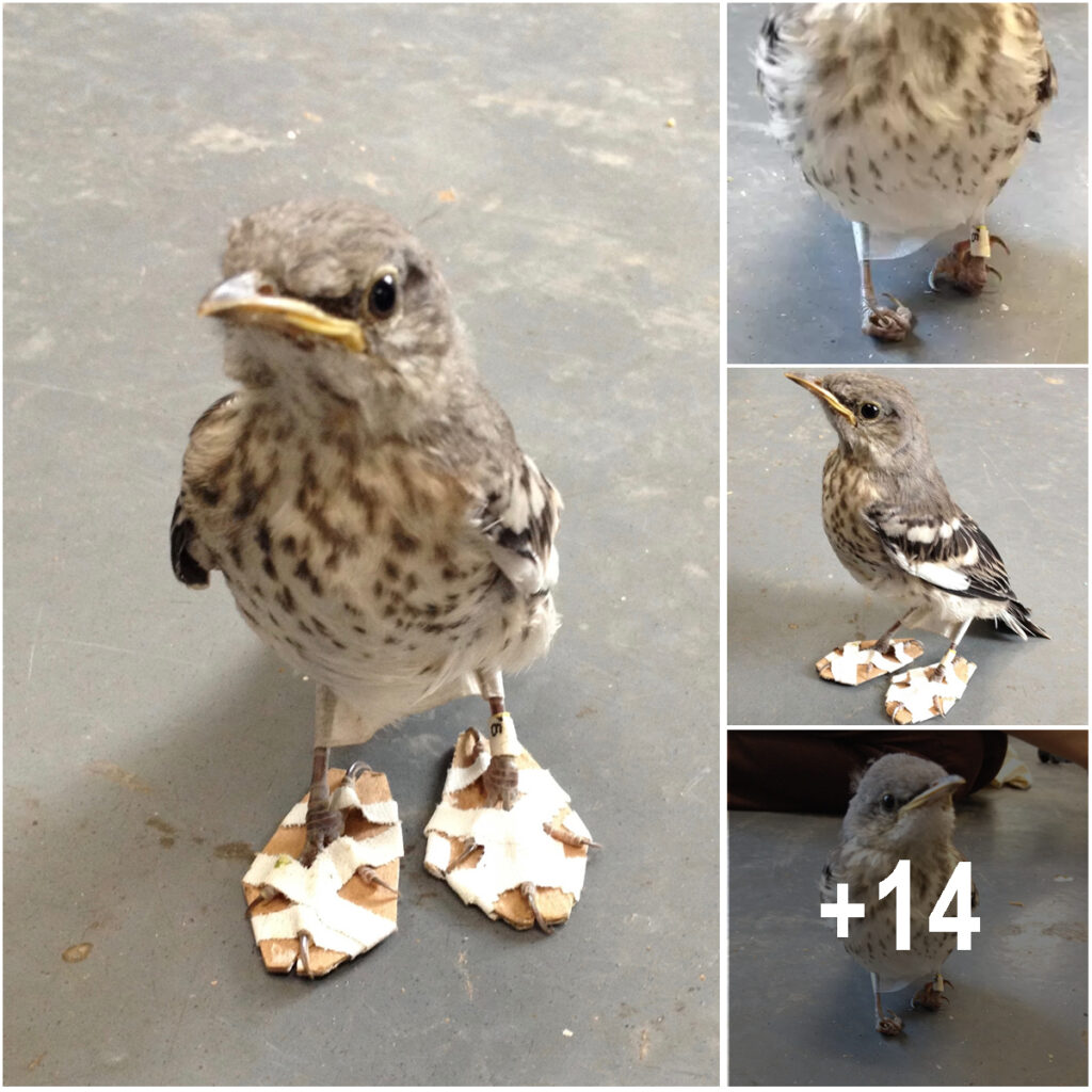 Tiny Injured Bird Gets Cute ‘Snowshoes’ and Hops Back to Health