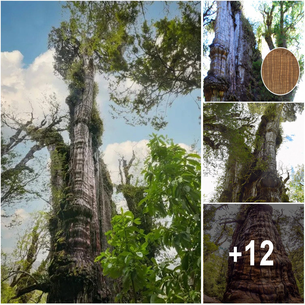 World’s oldest tree discovered: Named Great-Grandfather, it clocks in at 5,484 years old.