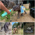 Best friends Zebra and orphaned rhinoceros help each other