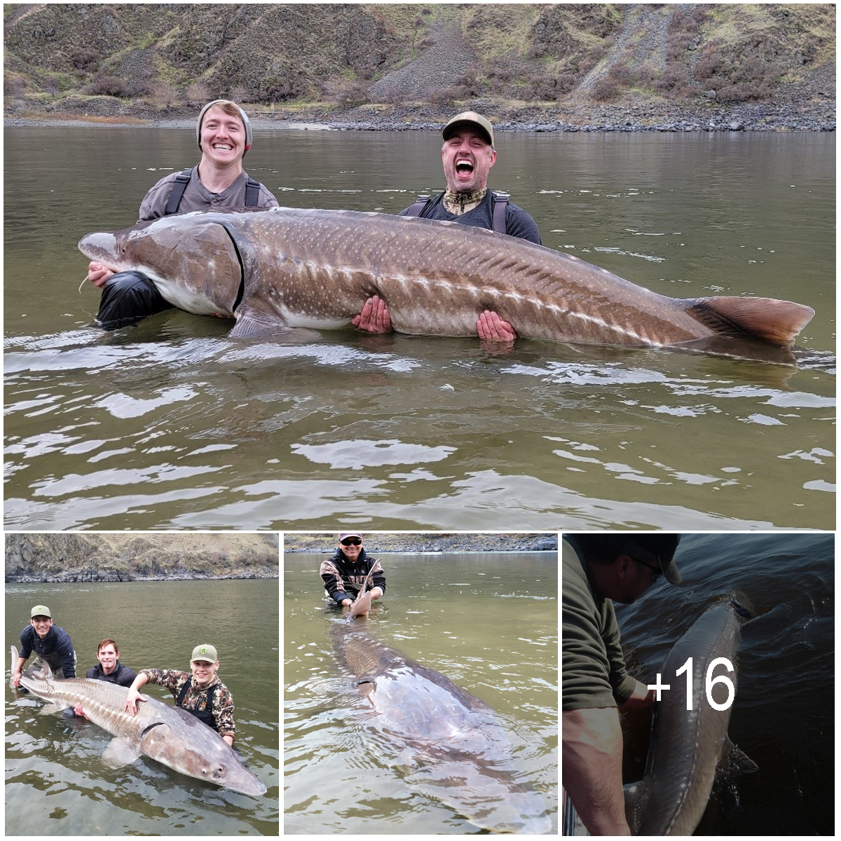 The 125-year-old largest fish ever caught in the US and the oldest freshwater fish