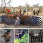 Researchers Have Just Captured a Mysterious Giant Bird with Enormous Wings