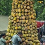 The joy of harvesting with many fruits