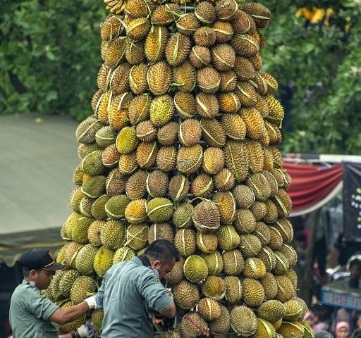 The joy of harvesting with many fruits