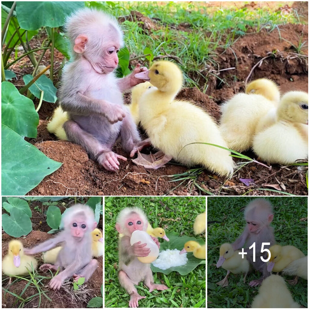 Cute little duckling being cared for by baby monkey