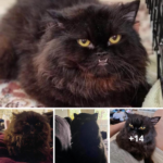 A cat’s journey from stray to bug—a “giant bear”