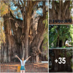 The Remarkable Tree of Tule: A Living Wonder, Thriving for 2,000 Years in Oaxaca, Mexico