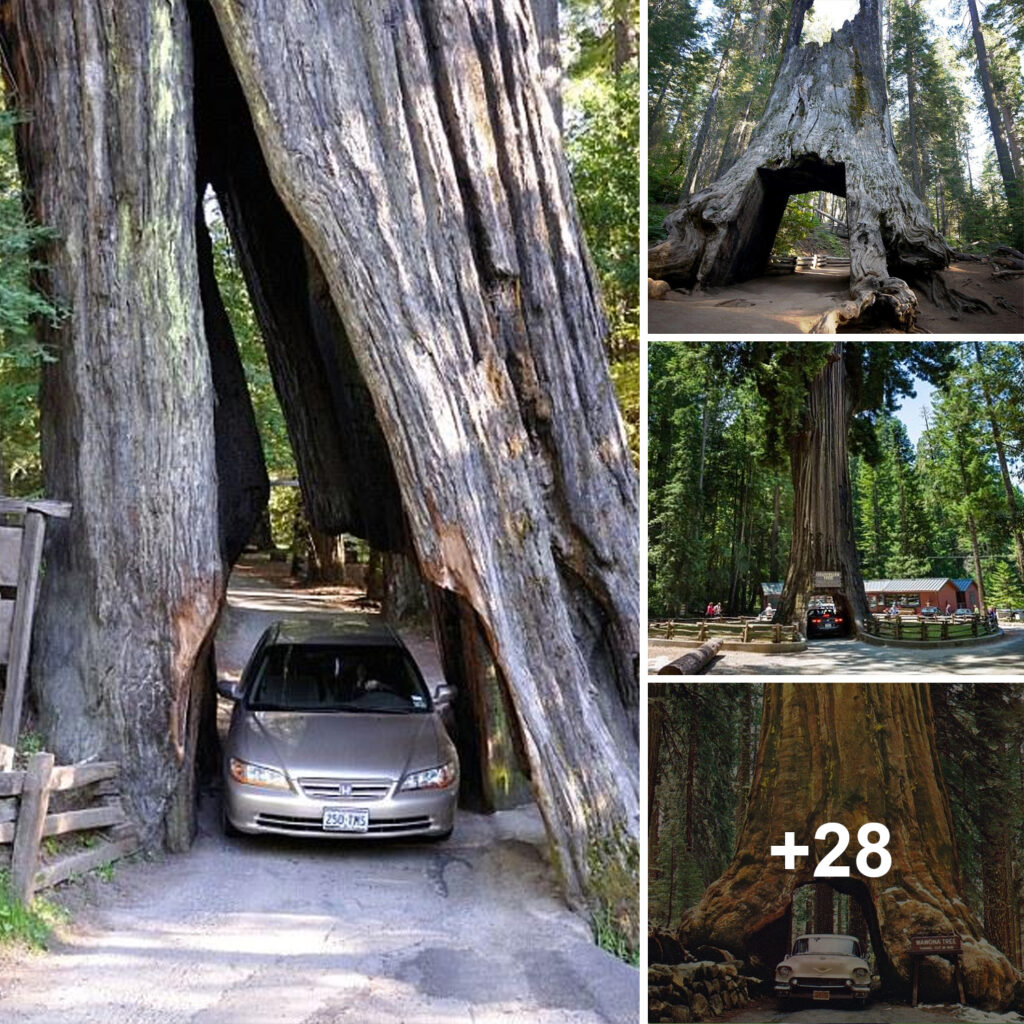 A giant redwood tree stump over two thousand years old is large enough for a car to drive through.