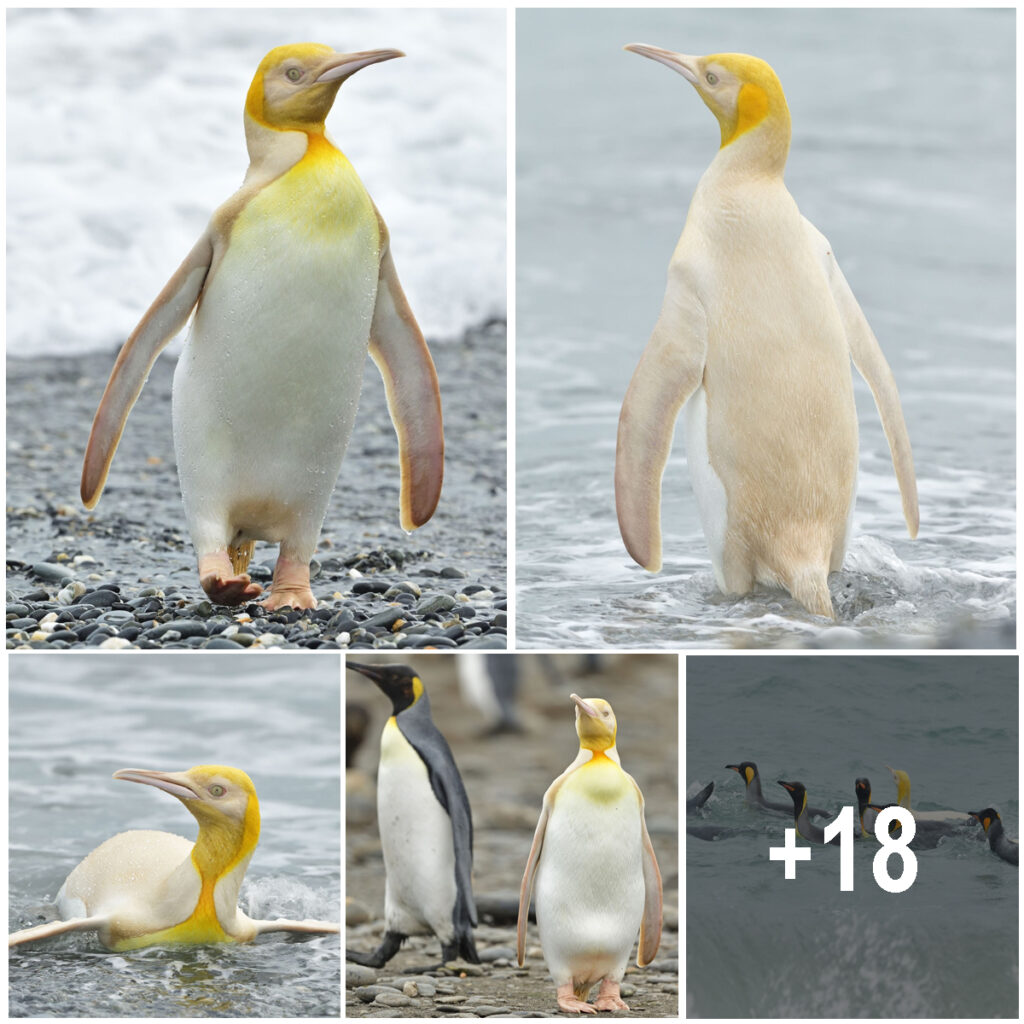 A rare yellow penguin has been spotted on South Georgia Island