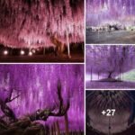 In Japan, there is a 144-year-old Wisteria Tree that is as beautiful as the pink sky