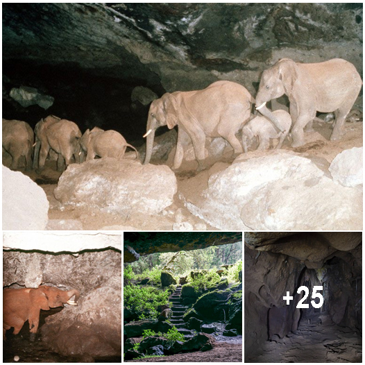 The cave in Kenya, sculpted by elephants, is reputedly