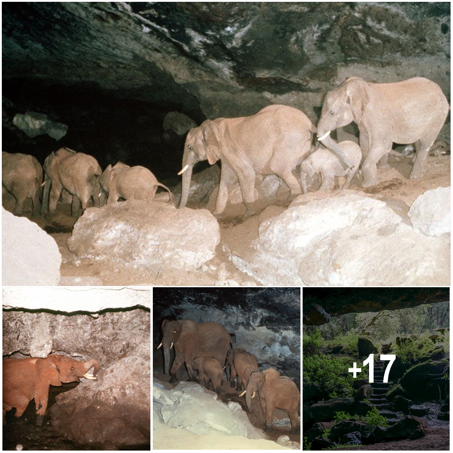 This Cave in Kenya, Carved by Elephants, Is Known as the Most Dangerous Place on Earth