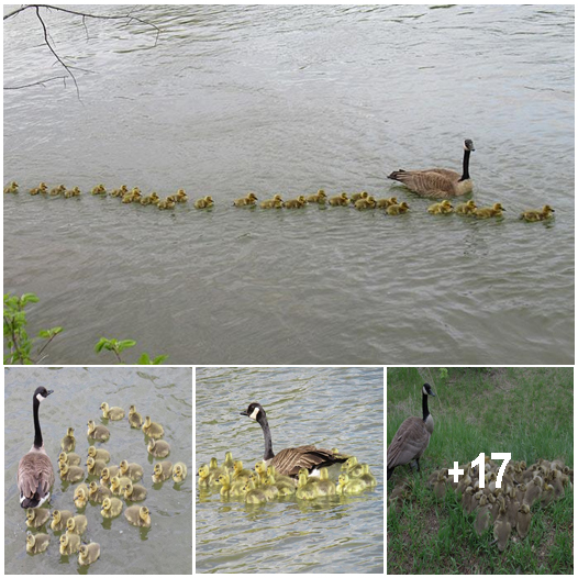 This mother goose is caring for 47 goslings together with her partner.