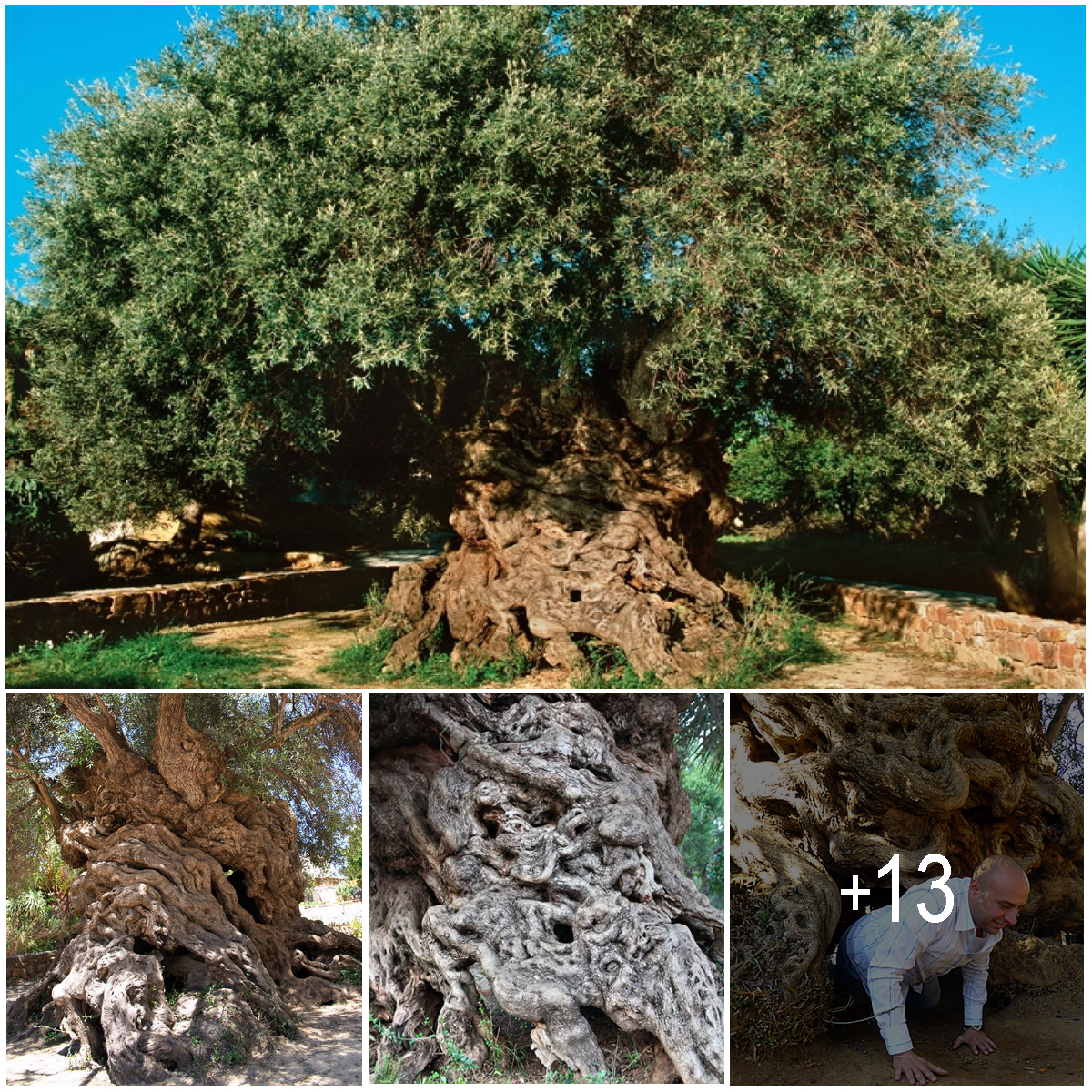 The olive tree in Greece is the oldest tree in the world, estimated to be 4,000 years old