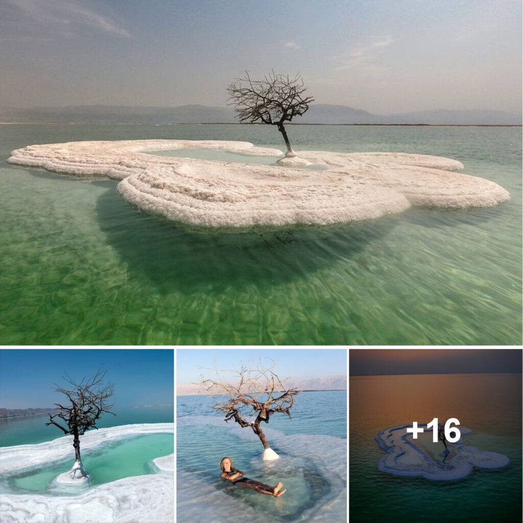 The “Tree of Life” thrives on Salt Island, nestled in the heart of the Dead Sea.