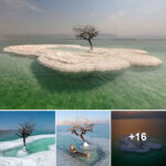 The “Tree of Life” thrives on Salt Island, nestled in the heart of the Dead Sea.