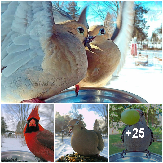 Woman Installs Miniature Feeder Camera to Capture Birds Feeding in Her Backyard (25 Photos)