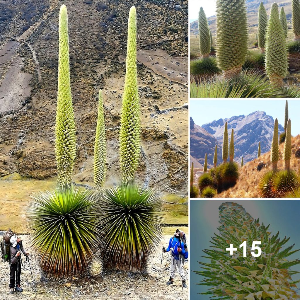 How about this: “Giant ‘Queen of the Andes’ Bromeliad Blooms Only Once Every Hundred Years”?