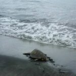 People saw live turtles from the fish market and brought them back to the ocean