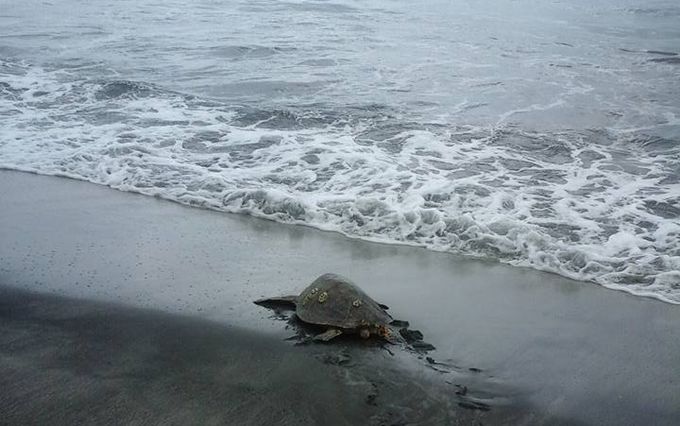 People saw live turtles from the fish market and brought them back to the ocean