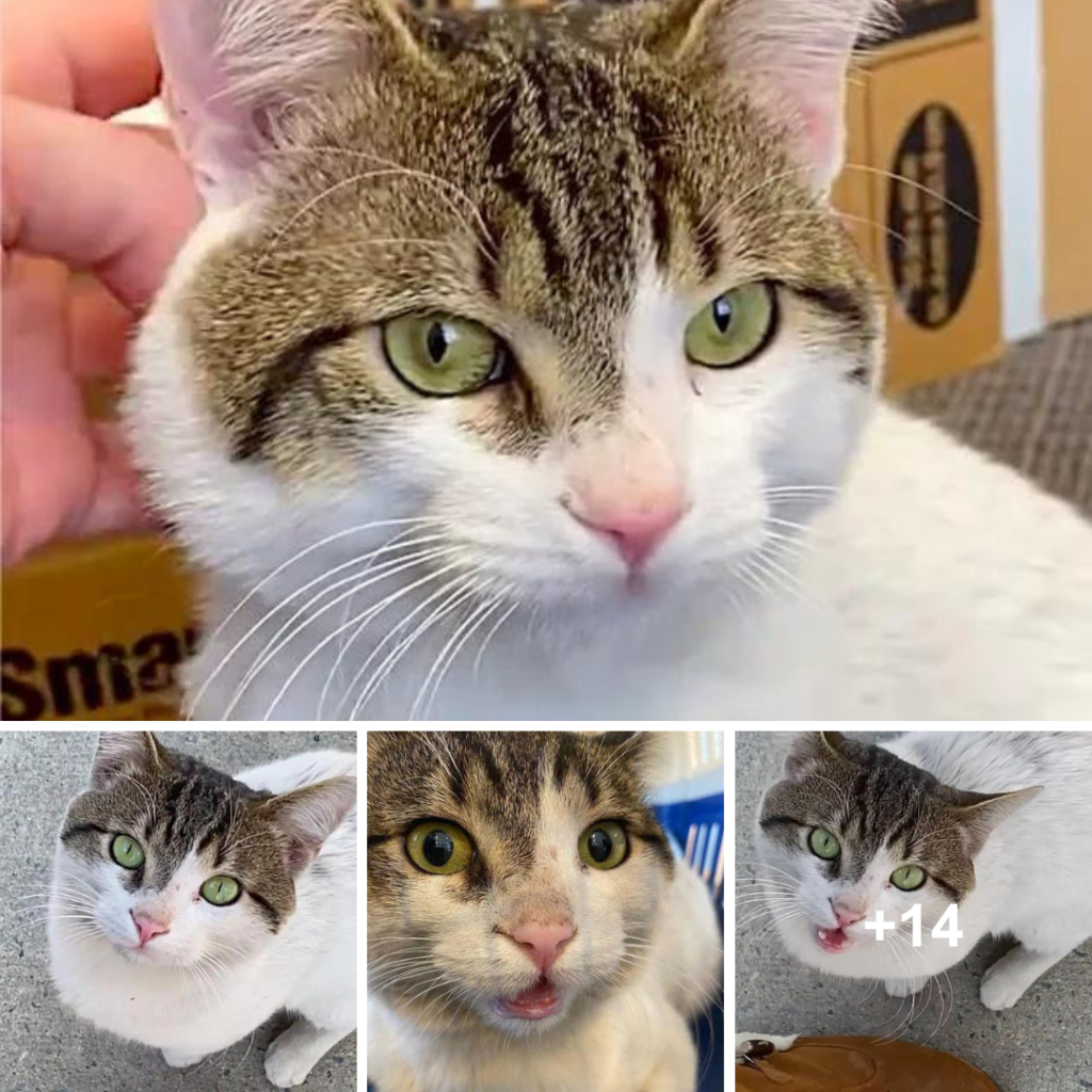 Cat Approaches Strangers, Pleading to Be Adopted After Weeks of Wandering Outside.