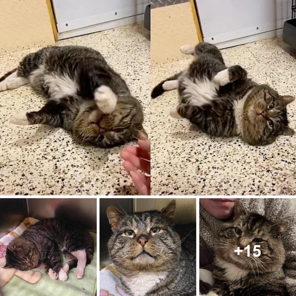 Cat Rolls Around in Front of the People Who Took Him In After Years of Wandering the Streets