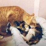 Dad Cat Steals Hearts as He Assists Mom Cat in Giving Birth.