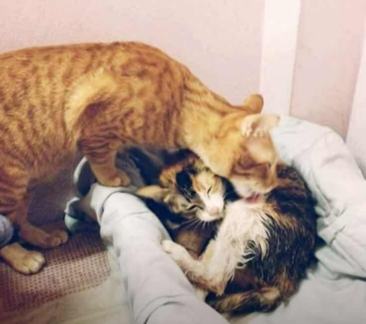 Dad Cat Steals Hearts as He Assists Mom Cat in Giving Birth.