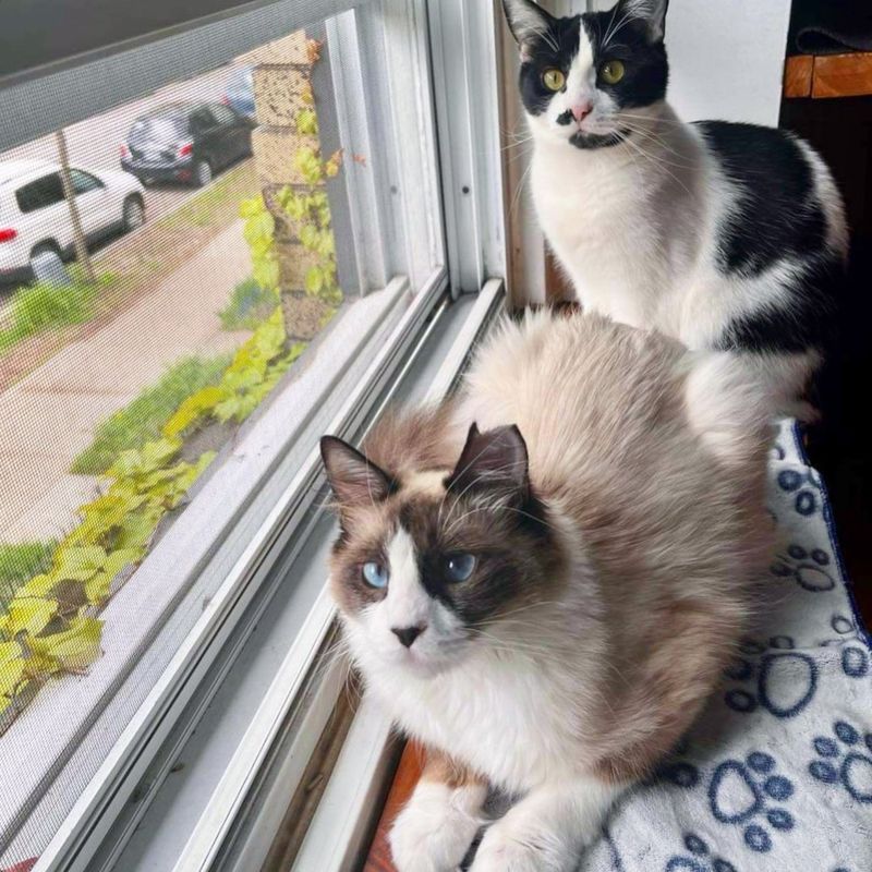 a kitten counting on the help of another cat.