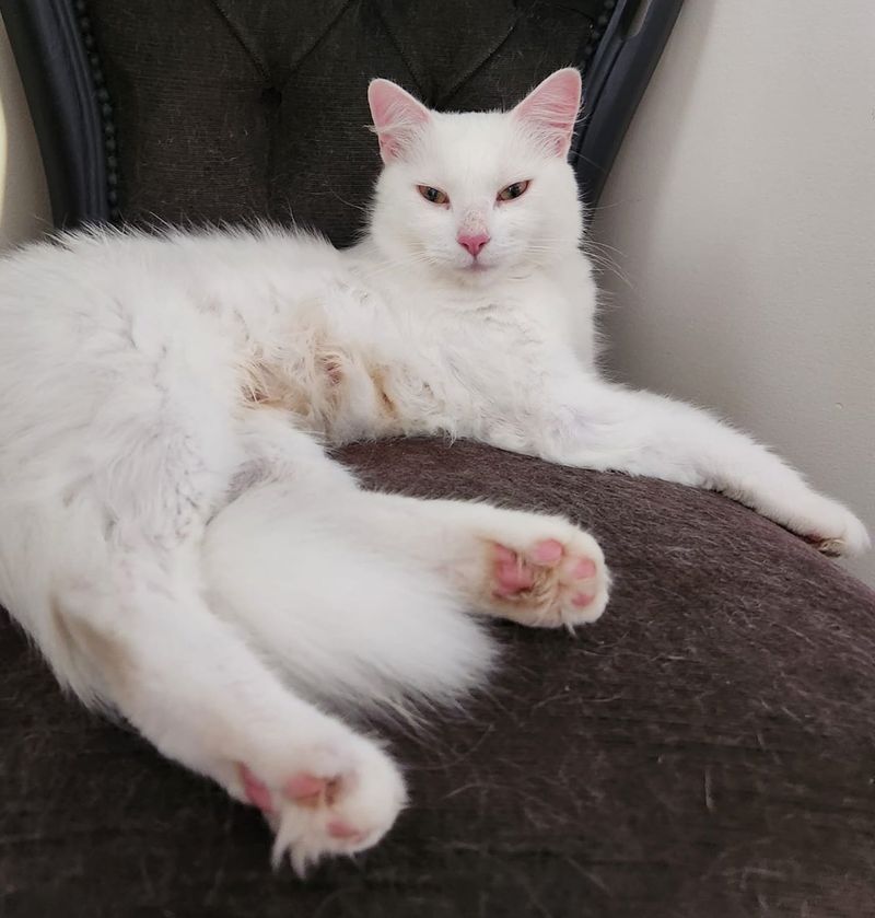 A cat comes to a house looking for food, they discover the cat is deaf but kind