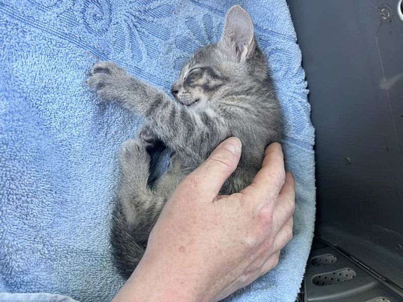 Meeting a mischievous cat in the car, he hugged it and felt reassured