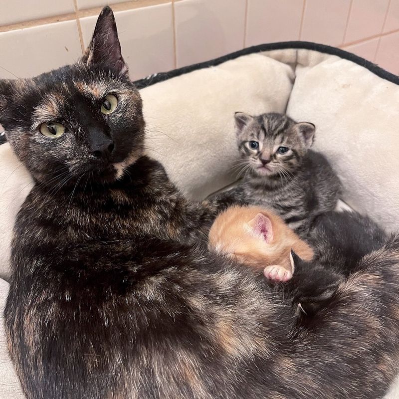 The cat eagerly anticipates her happily ever after while caring for numerous kittens