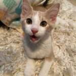 “Determined to go home with her, the kitten with the biggest ‘smile’ wobbles into the arms of a shelter worker.”