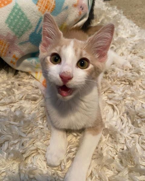 “Determined to go home with her, the kitten with the biggest ‘smile’ wobbles into the arms of a shelter worker.”