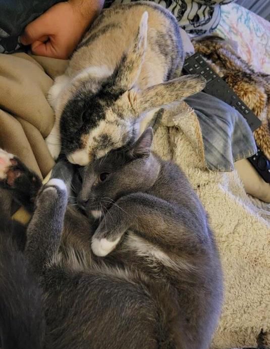 After the kitten is brought inside, the family’s bunny decides to befriend her and make her his best buddy.