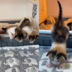 Seven kittens are brought into a new environment full of joy and happiness.