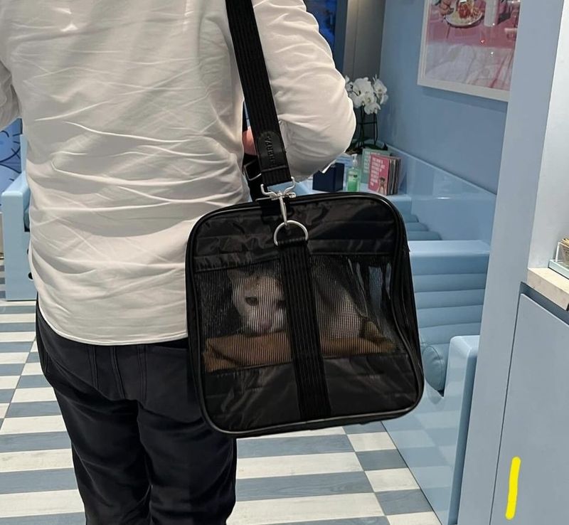 For weeks, a cat sits outside, trying to get into a building until a couple steps in to help.