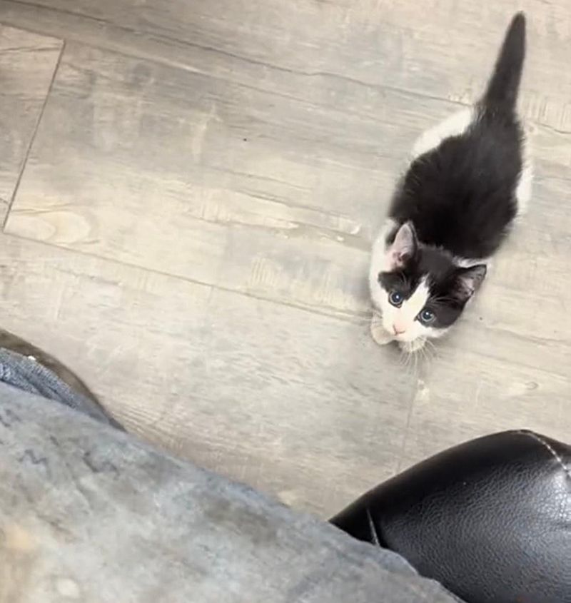 Two Brothers Go for a Run and End Up with a Kitten That Follows Them to Work.