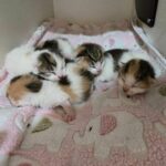 Family Discovers Surprise Kittens Snuggled Up on Their Guest Room Bed