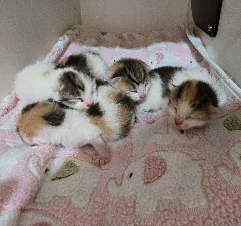 Family Discovers Surprise Kittens Snuggled Up on Their Guest Room Bed