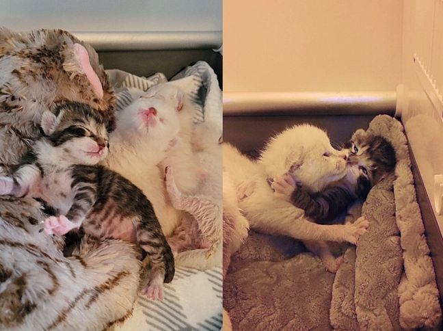 After arriving in a bucket as a bundled group, the kittens blossomed into the happiest cats