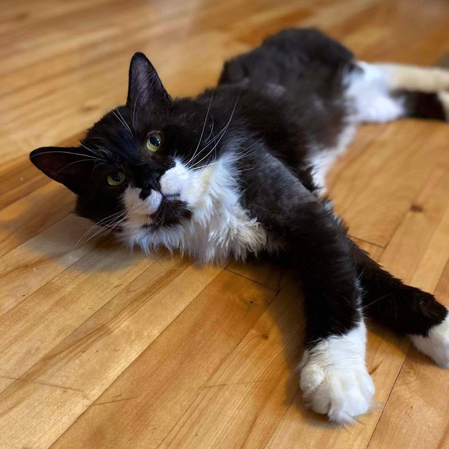 The cat who was the last to roam the neighborhood streets decides to give indoor life a chance.