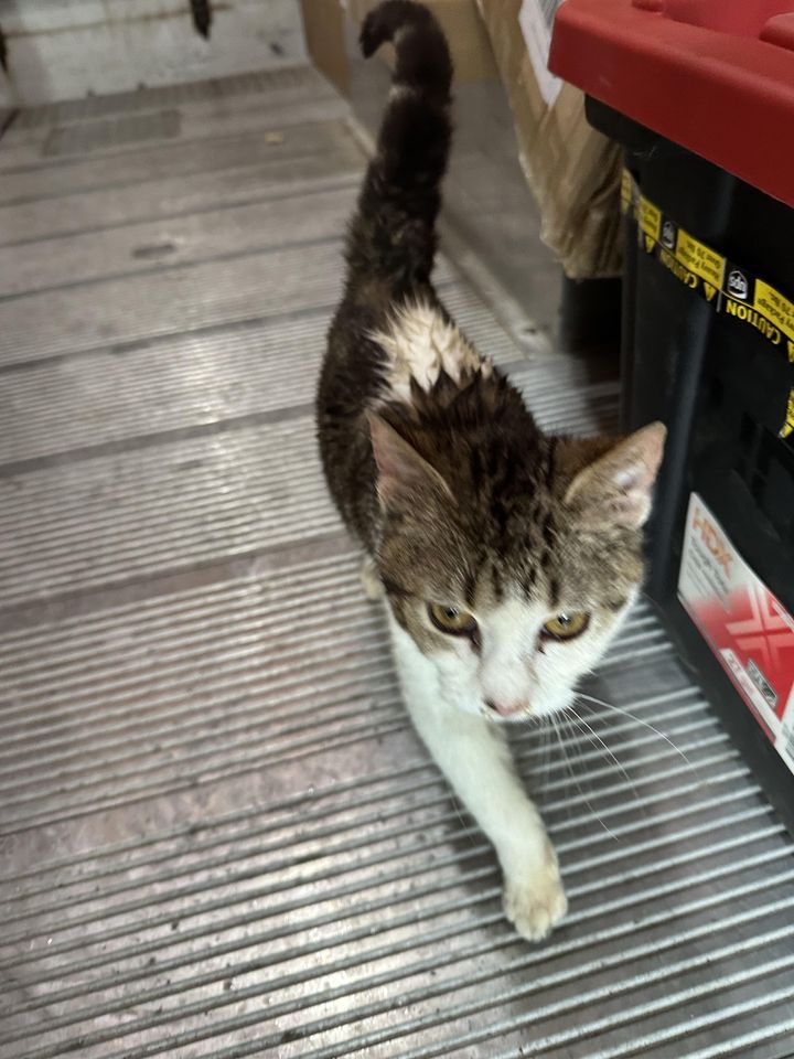 A UPS driver found his route intriguing when he heard a cat and discovered an unexpected