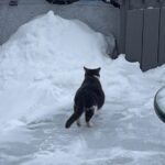 Cat Is Overjoyed to Have Her Kittens Safe and Warm After Being Found Wandering Across Snowy Roads