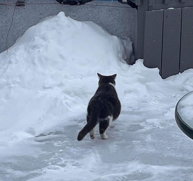 Cat Is Overjoyed to Have Her Kittens Safe and Warm After Being Found Wandering Across Snowy Roads