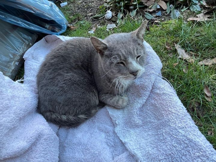 Heartwarming Moment with a Stray Seeking Shelter and Warmth