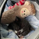 Kitten is Surrounded by Caring Cats After Being Found Meowing in the Rain on the Roadside