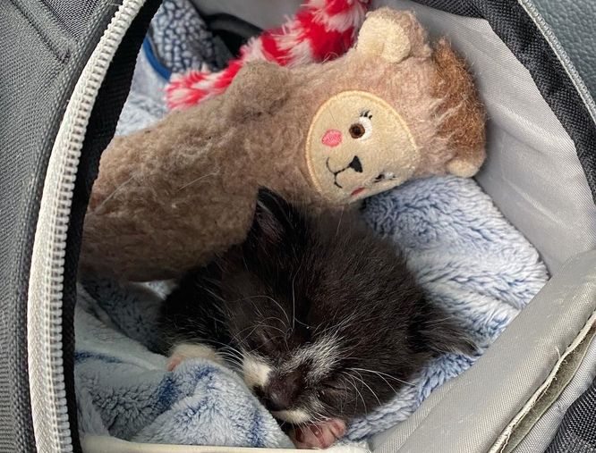 Kitten is Surrounded by Caring Cats After Being Found Meowing in the Rain on the Roadside