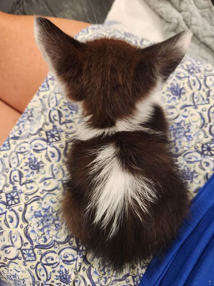 After a week at the shelter, the kitten clings to those who come for him