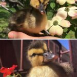 35 Adorable Duck Pictures Guaranteed to Bring a Smile to Your Face