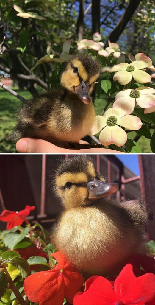 35 Adorable Duck Pictures Guaranteed to Bring a Smile to Your Face